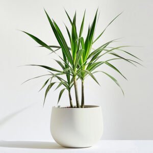 product 05