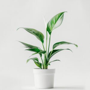 product 06